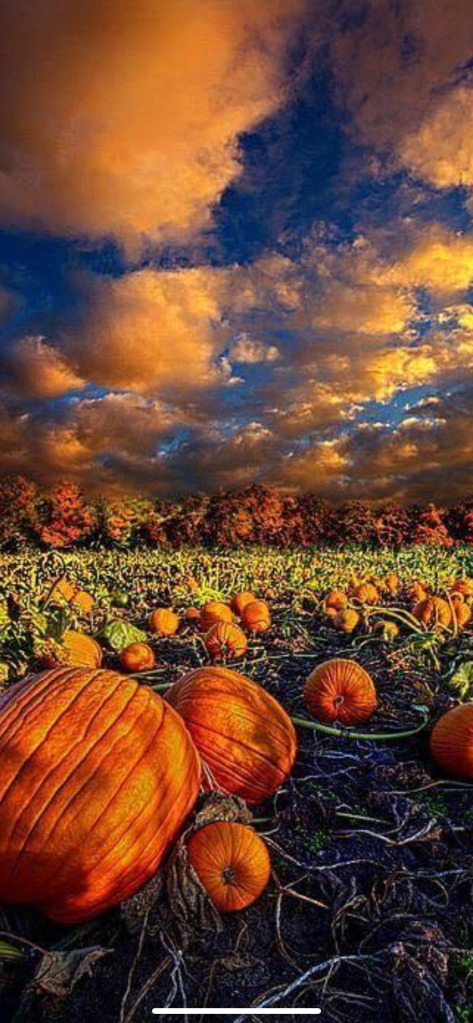  Westmont Montessori 101521 600x300